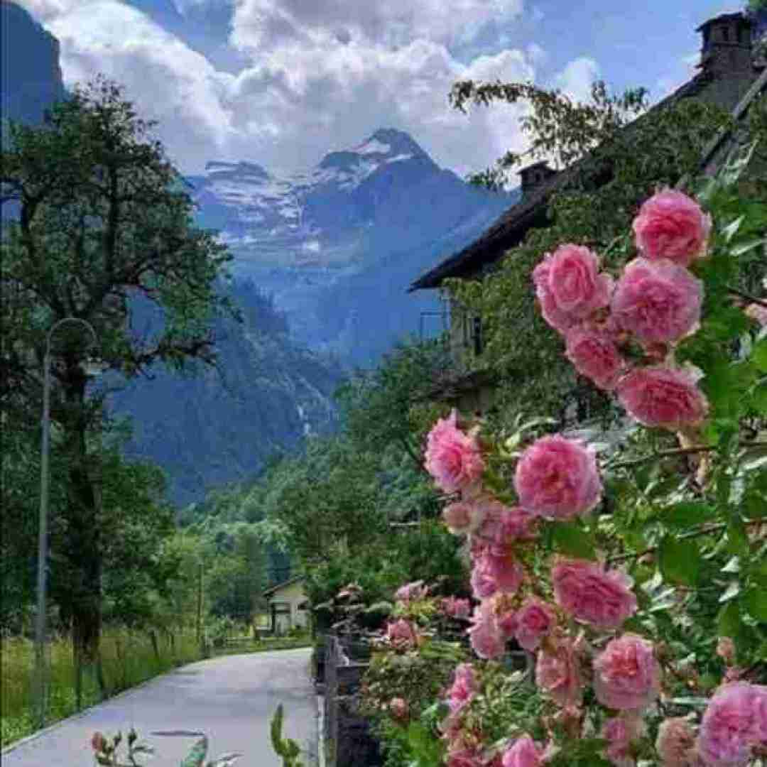 دیجی استاد ماشالله
