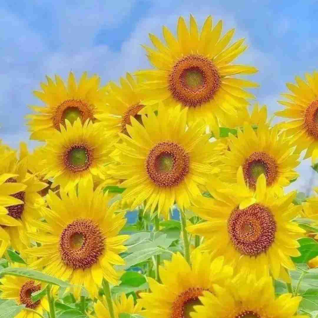  بمیرم من واسه اون دل شکسته دل من گرفته امشب بدجور