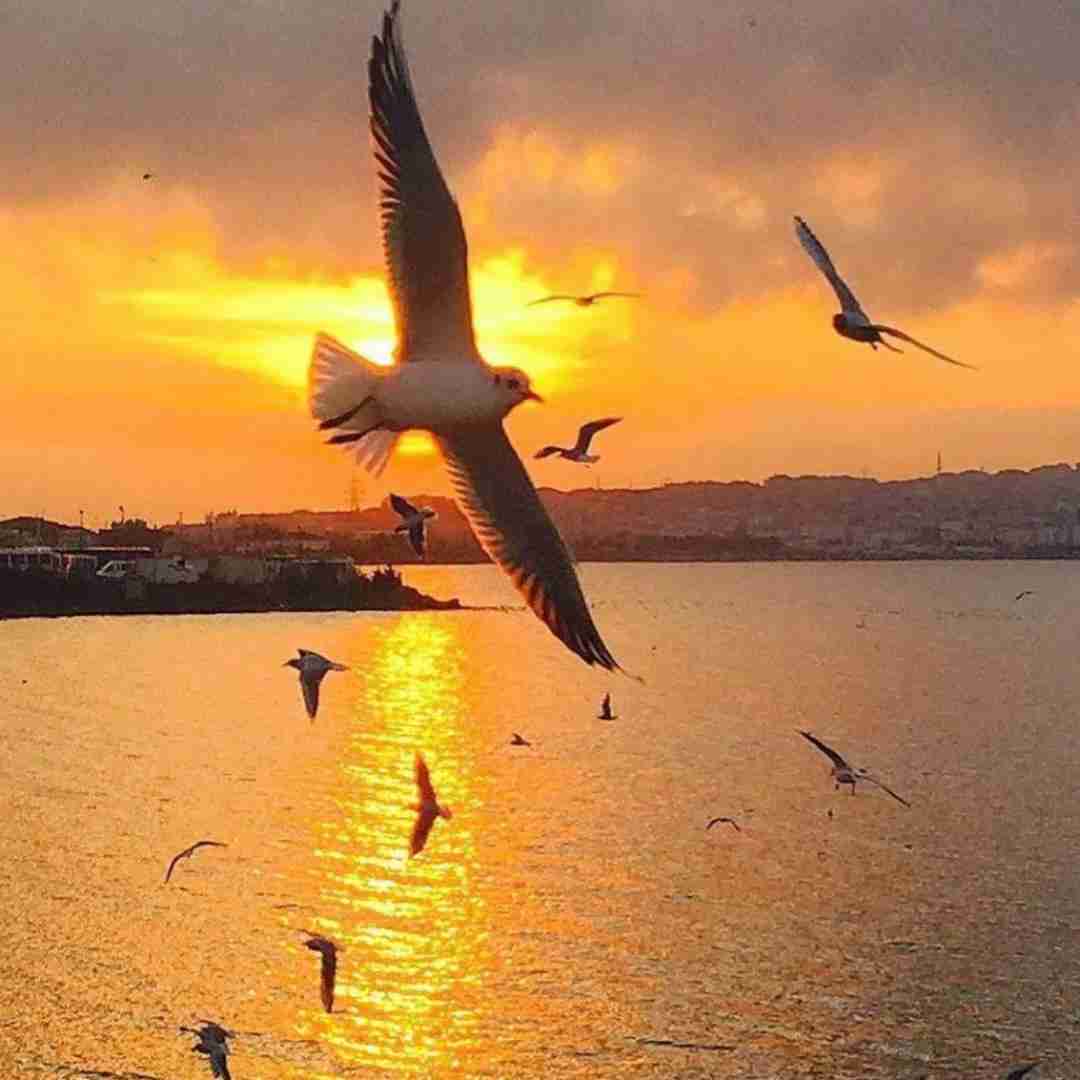 پاشو اینا شولکسن تو فکر کودکسن