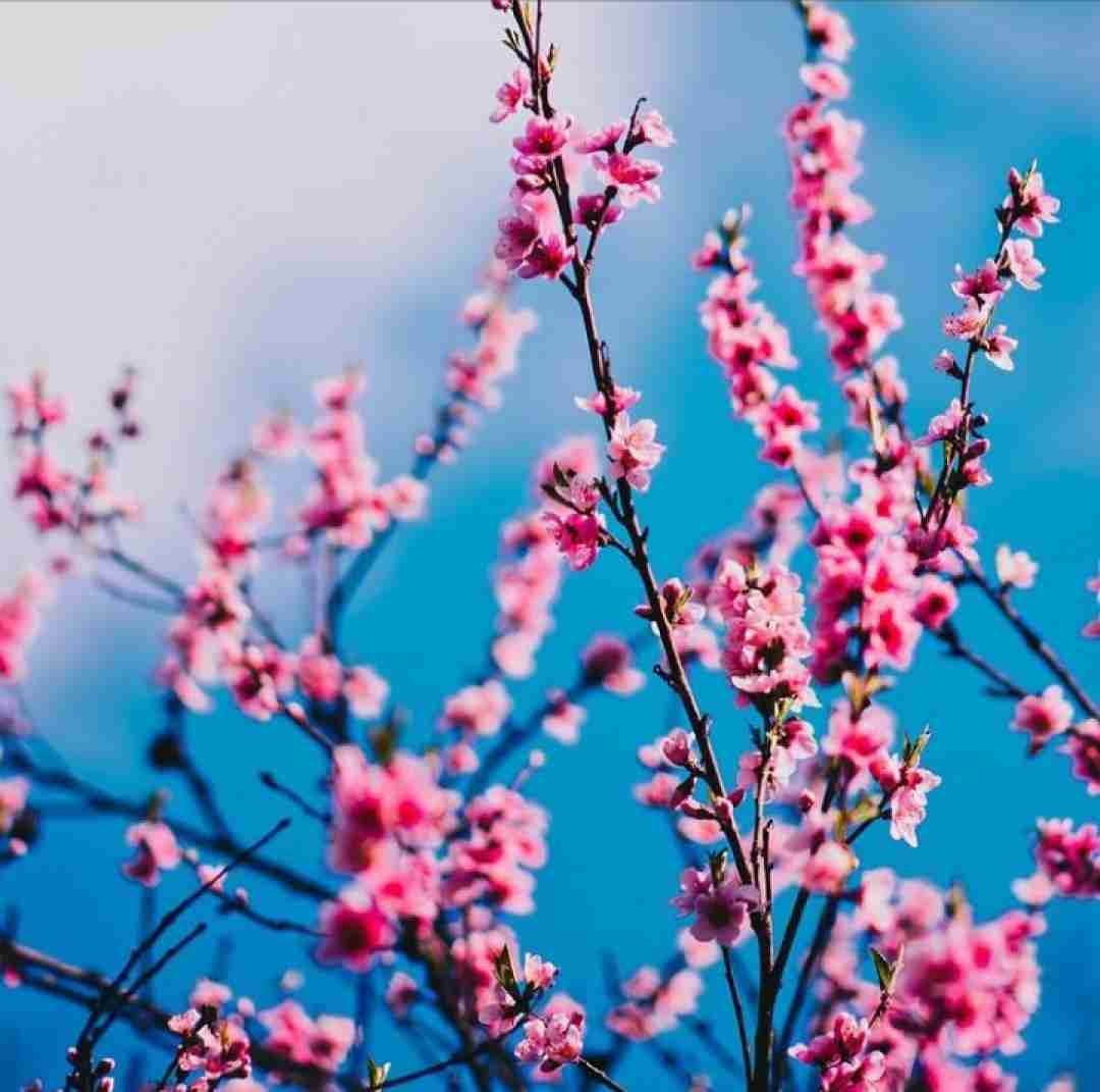 دل دل دل بده به من چند شاخه گل رز بده هوش مصنوعی
