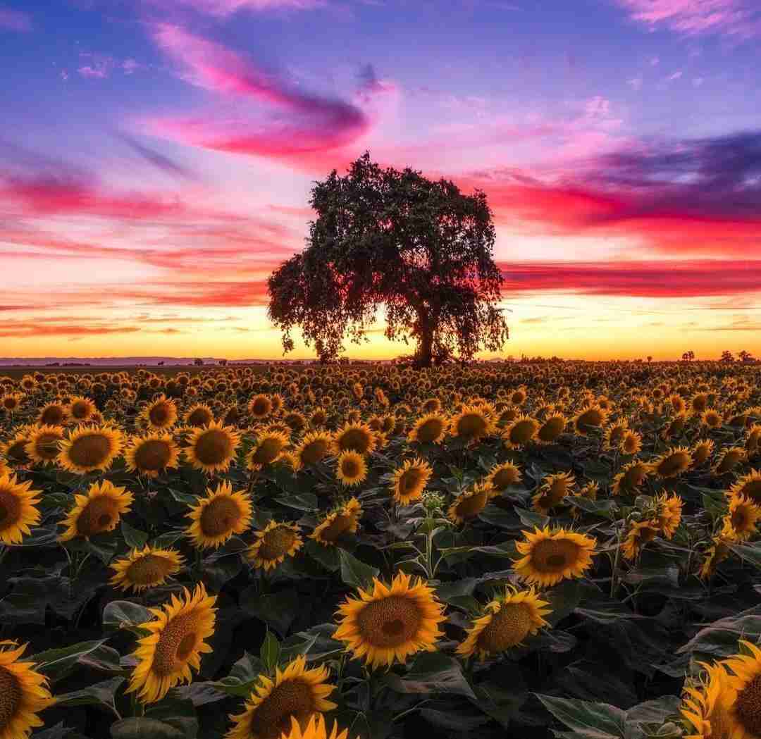 چشمانت نمیرود دیگر از یاد با صدای دختر اینستایی