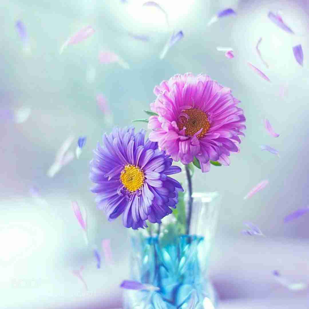 کبوتر دلم از لب بوم دلت نمیپره با صدای دختر