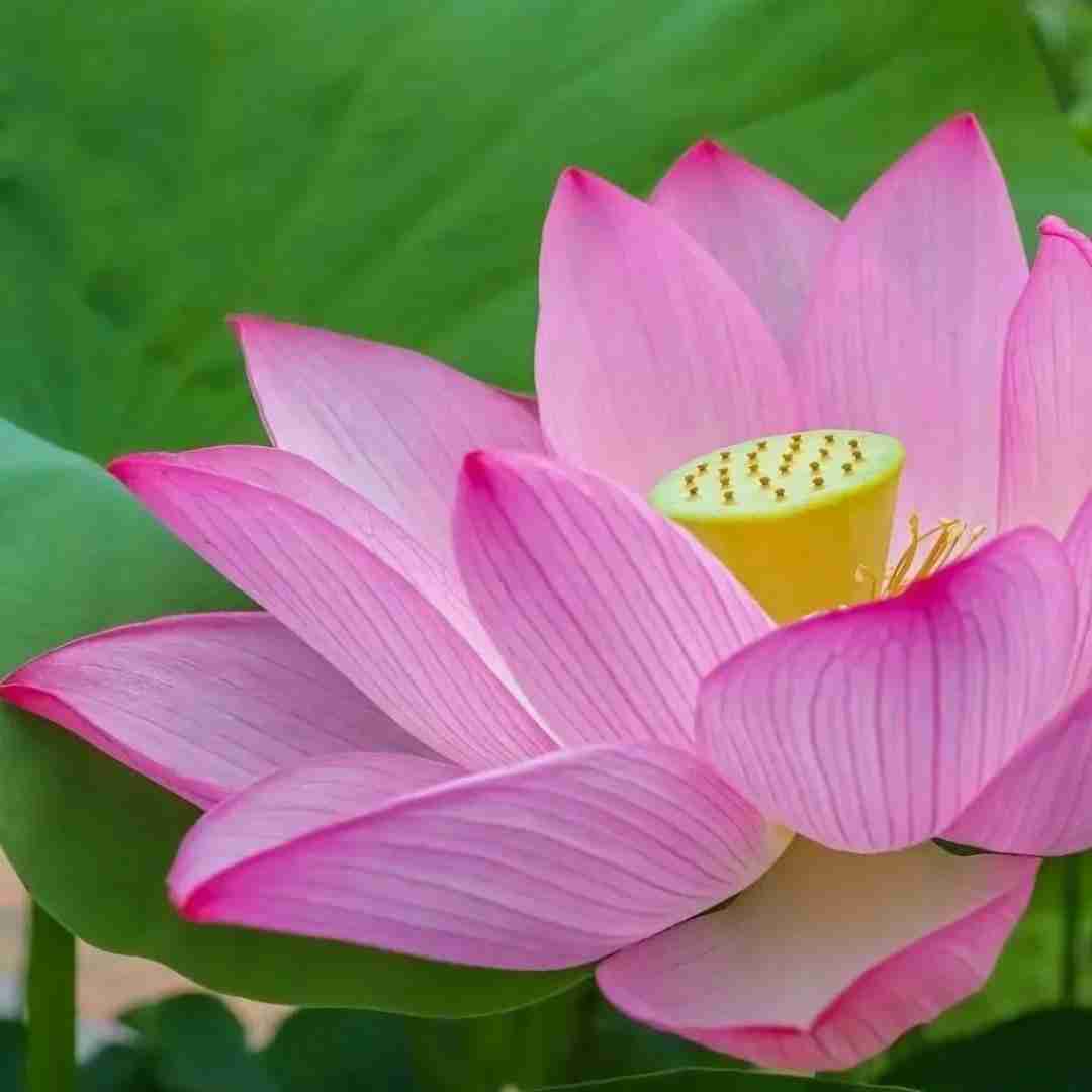 بگو الان بمیر میمیرم از ابر بهار با صدای زن