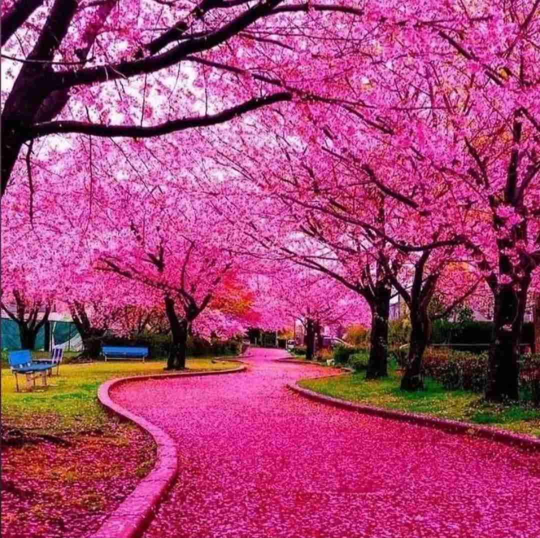  پارانویا دارم به همچی فوبیا