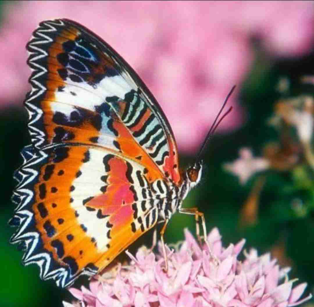  یا یا یا یادم رفت حسامو دادم رفت