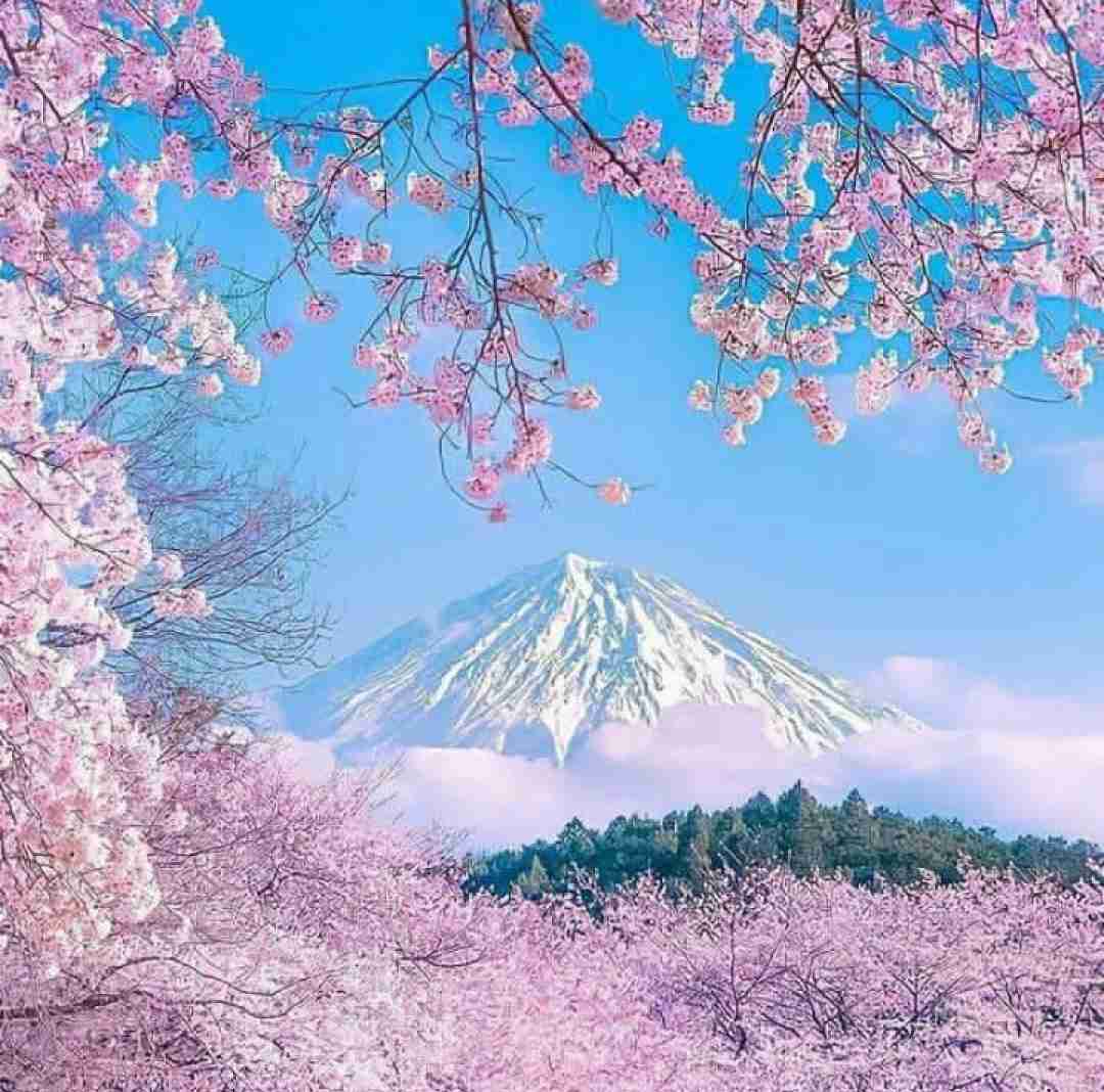 من یه سگ سینگلم با سینگلی این رلم
