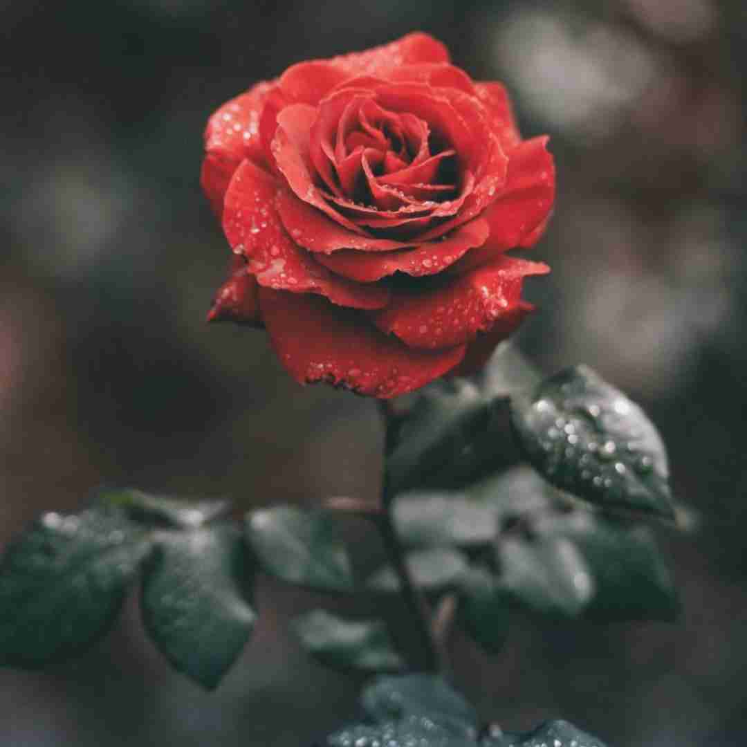 میگه شیرینه زندگی قرص من بد تلخه