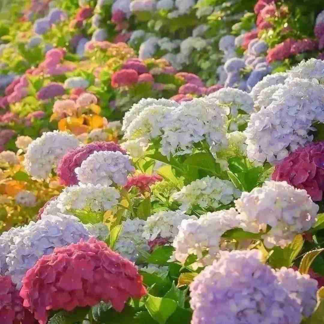 مو از بوشهر میرم سی همیشه اینستایی