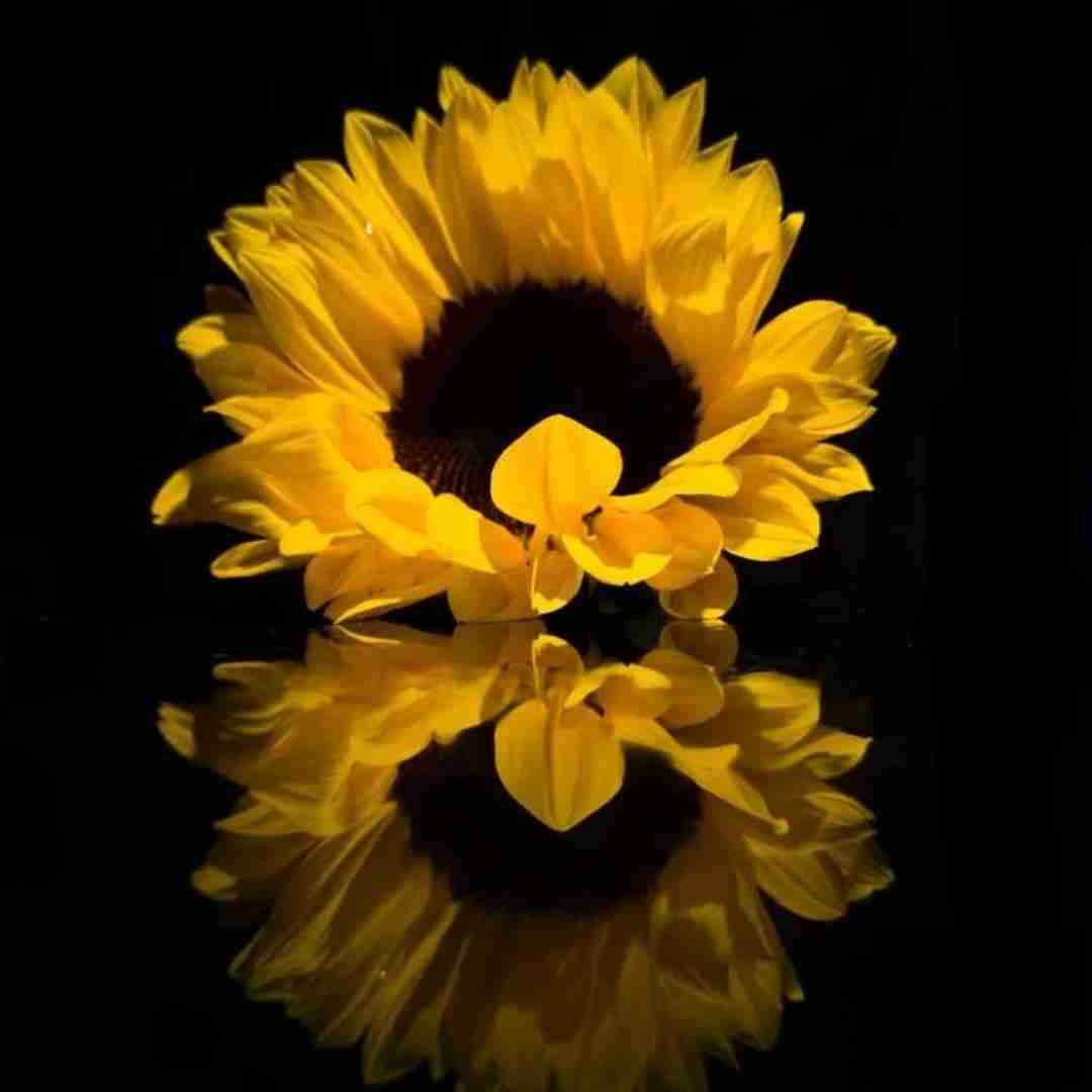  حاضری بریم بیا بیا فرفری جونم تو که میدونی