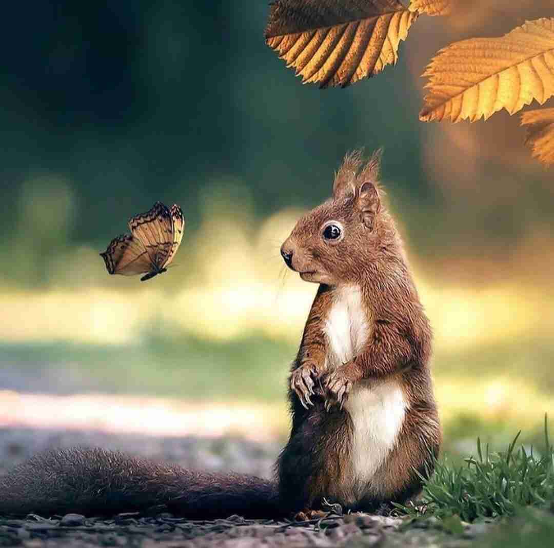 ای ساربان کجا میروی لیلای من چرا میبری با صدای زن