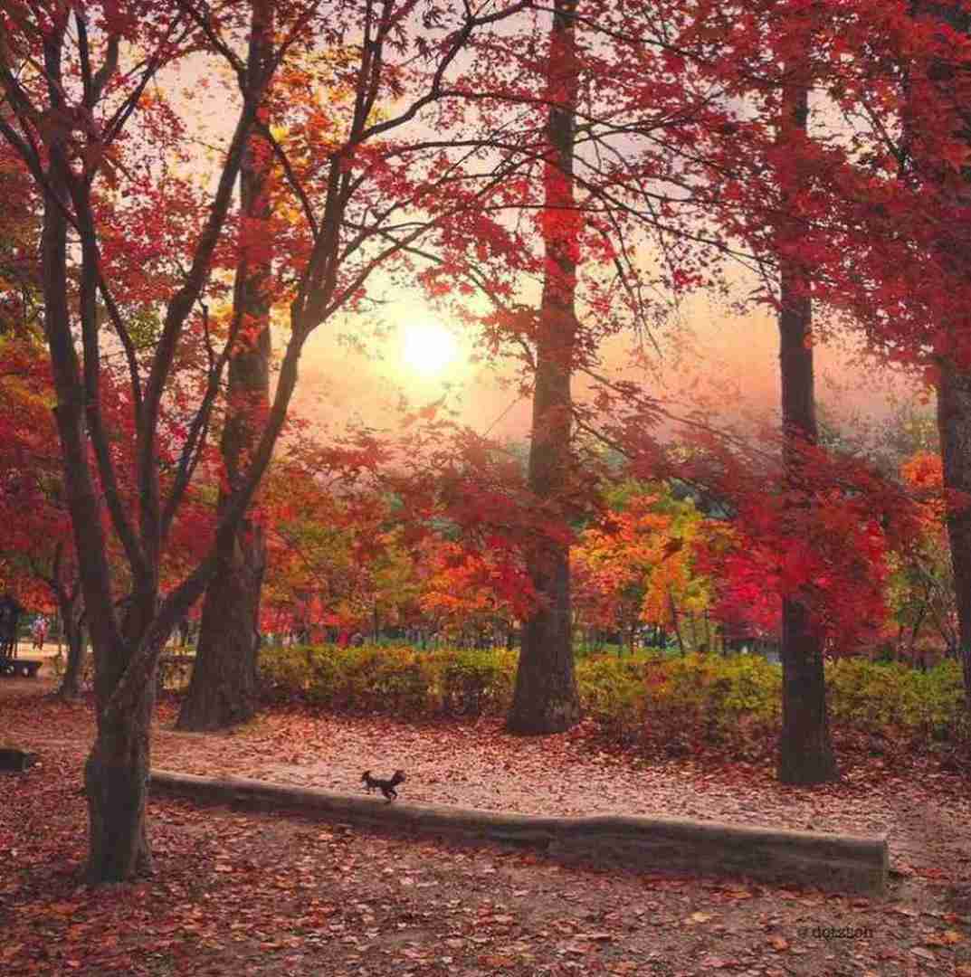 یه نرمیشه ترکی مو قرض ایکنم صدای پسر اینستایی