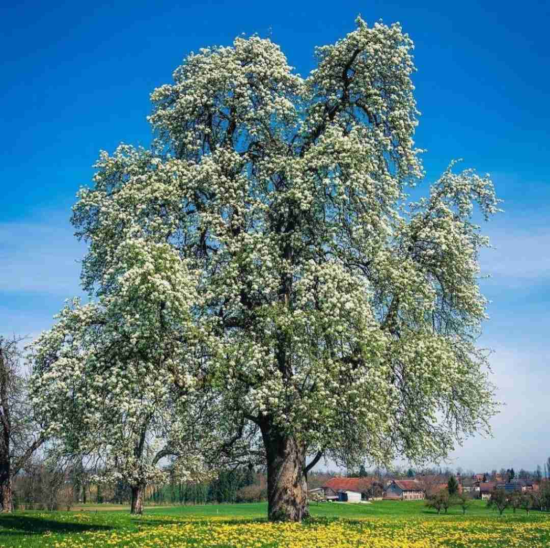 برگرد از این دیوانگی یا قانعم کن یا نرو با صدای زن