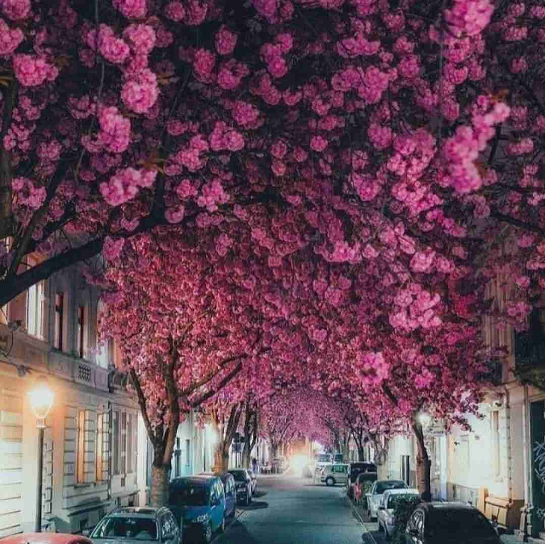  بوی لاله بوی لاله دوست دخترم ژاله اینستایی