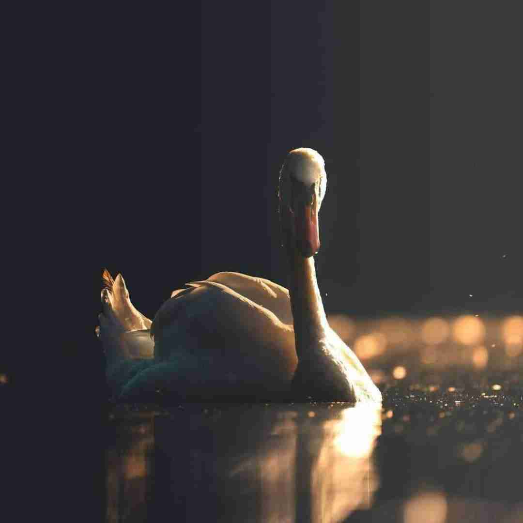 نه نای موندن هست نه پای رفتنو نه چیزی