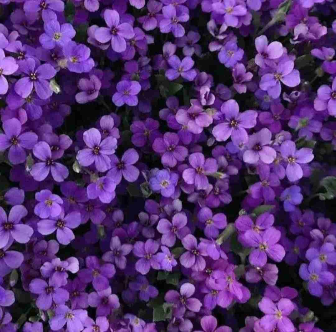  چرا تو رو میبینم سرخ میشه رنگم اینستایی