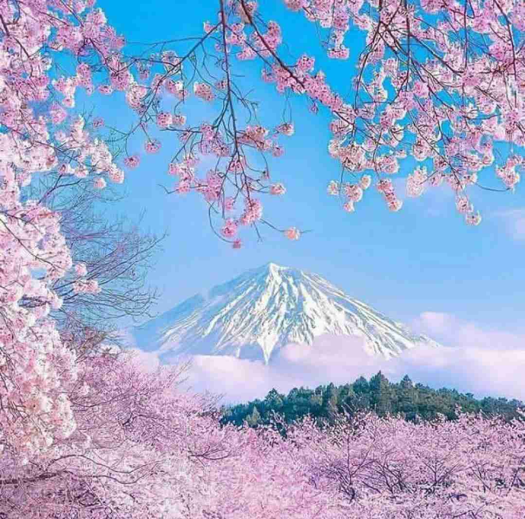 سرم گرمه تیپسی باید ماست مالیت کنم چیپسی