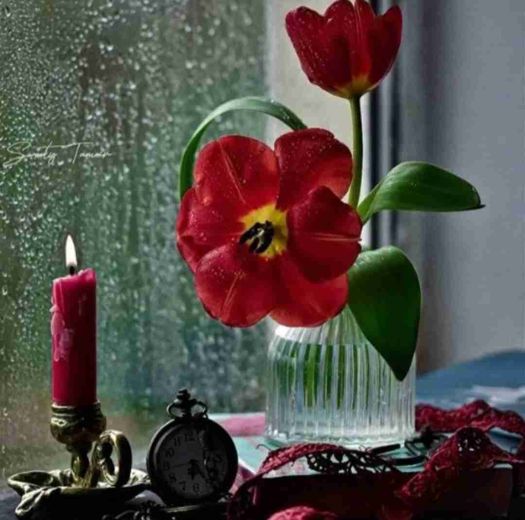منم دلم میخواست دون کسی رو نگیره کبوترم بیاد