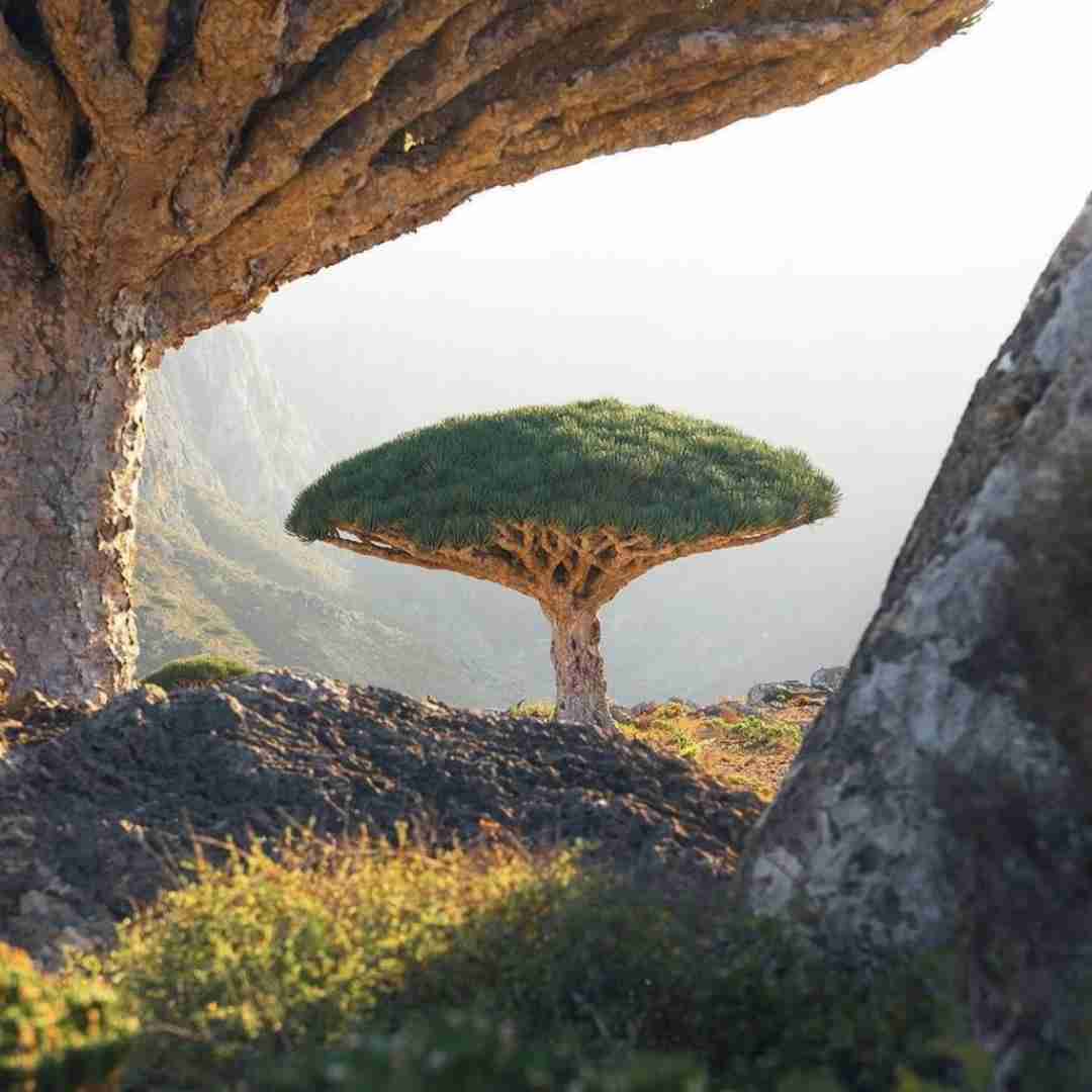 اسی بیت کهنه یار
