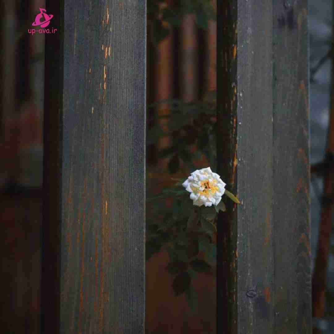  من قلبم دست هرکی هستش سریع پس بده لطفا