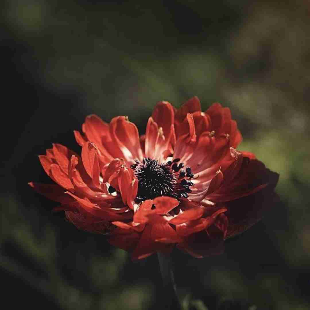 امروز از هم گسستم اگه بال و پر شکستم با صدای زن