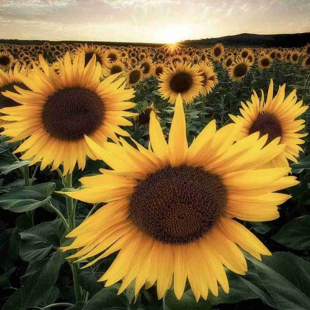  بیدارم و فکر فردا زیر دردا بار اومدیم مث مردا