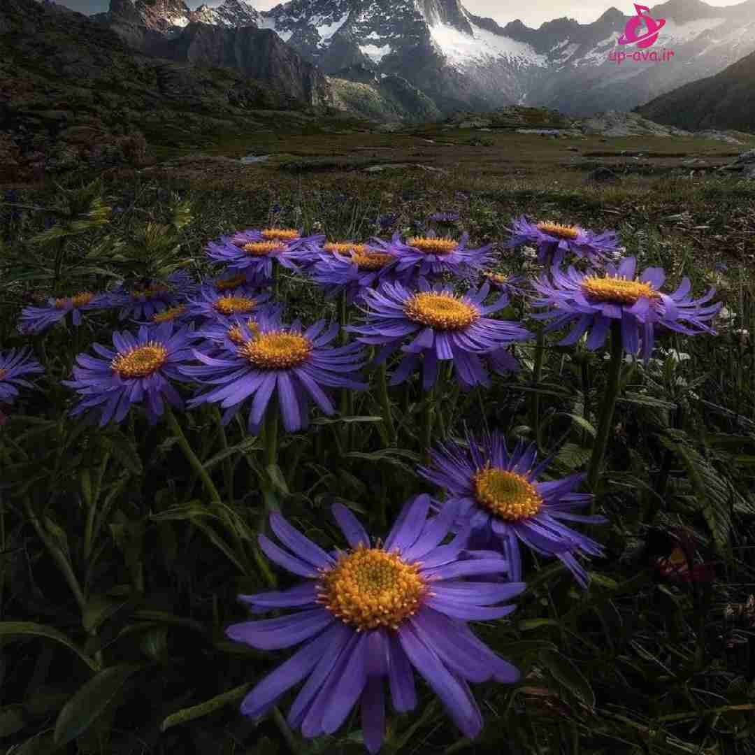  ترکی اووو بو گجه بانا گلمن گرک دی