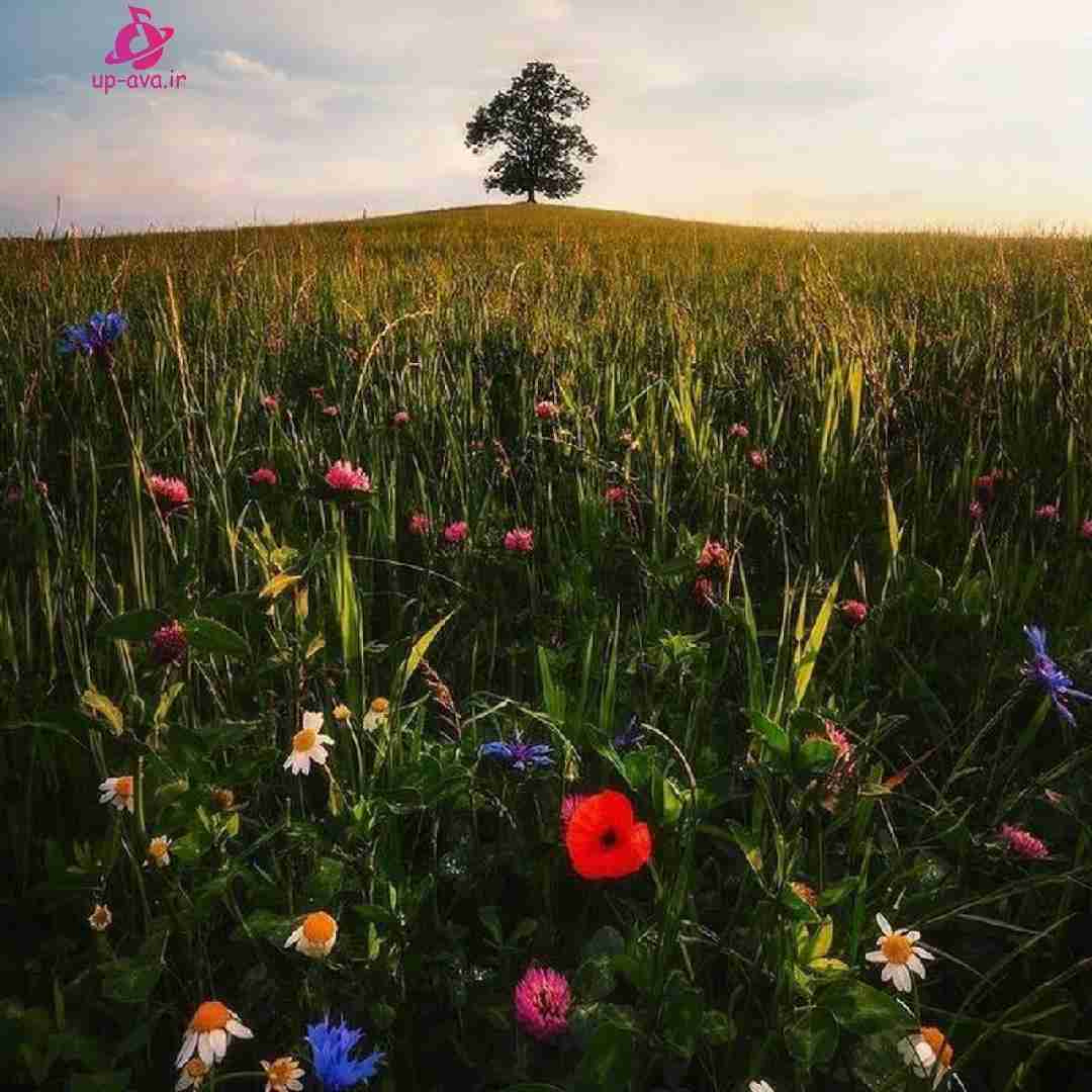 پرده بالا رفت و دیدم هست و نیست (ترند اینستا)