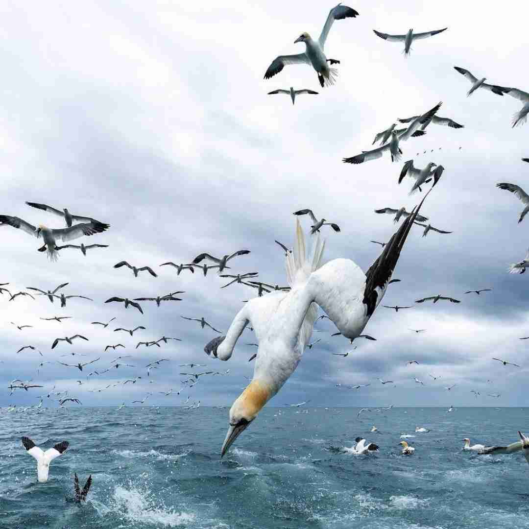 جنسام پوست تنت گل ارکیده داغی و حرارتت