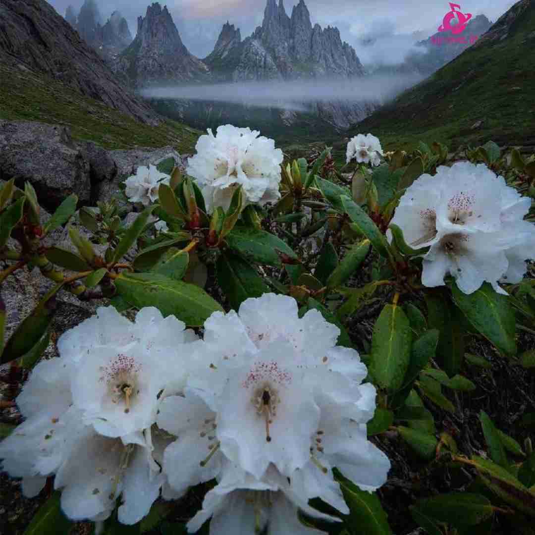 همه دنیارو گشتم دنبال زن کارمند (اینستایی)