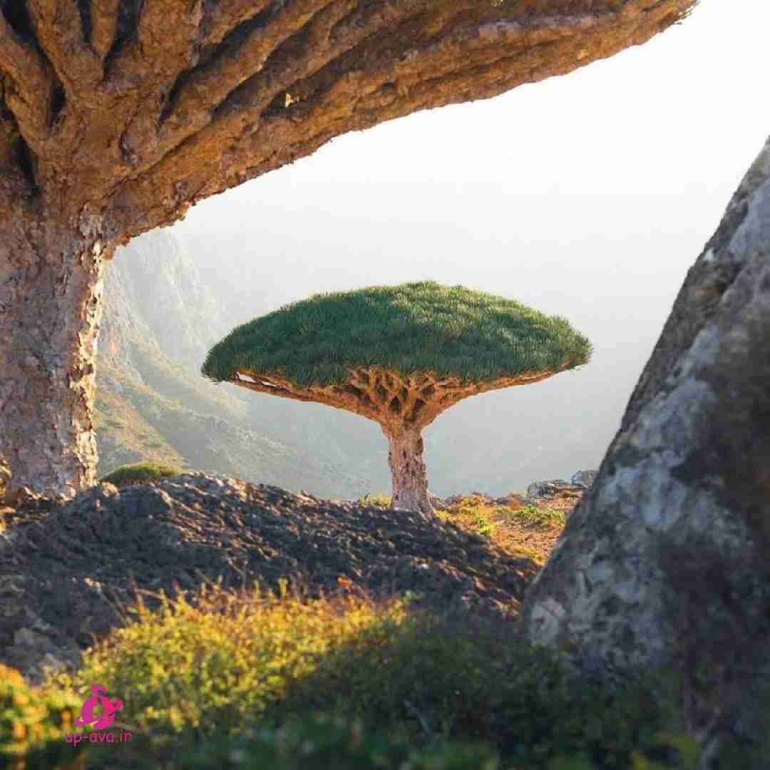 اسمش نمیدونم عقدس یا چی کمد کمد لباس میخوام