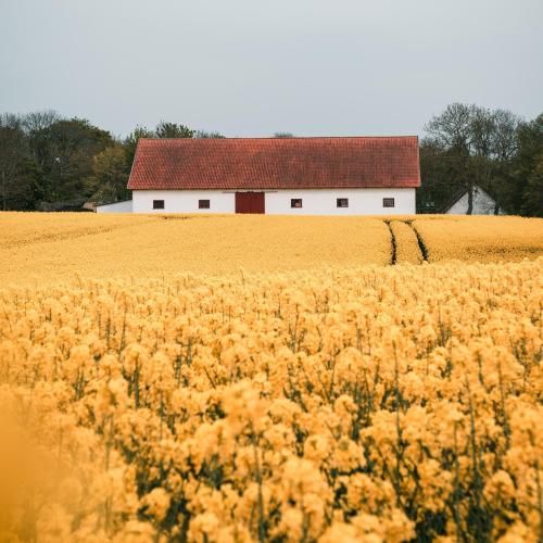  بود از خداش شکونده همه قولاش ریخته همه پلاش