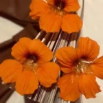 سیتیزن دل پاکتم من تو نعره ام بکشی ساکتم من – سیتیزن دل پاکتم من تو نعره ام بکشی ساکتم من –