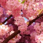 دانلود آهنگ جدید شده چندی که ز سودای تو غمگینم دلبر شیرینم دانلود آهنگ جدید شده چندی که ز سودای تو غمگینم دلبر شیرینم